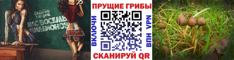 Галлюциногенные грибы прущие грибы  наркота  гидра ТОР  это наркотические препараты  Брянск 
